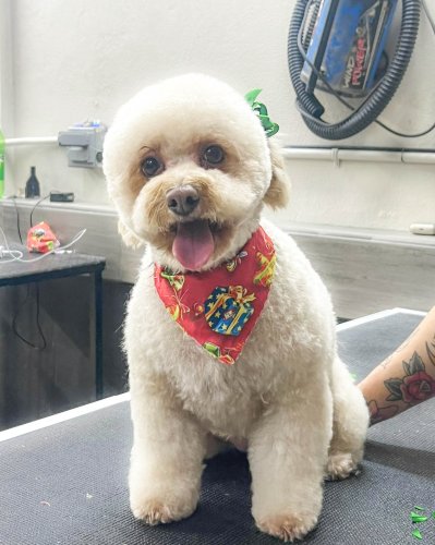 Photo post from medicalpettj.