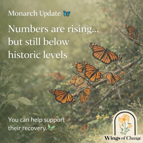 Photo post from wingsofchange2020.