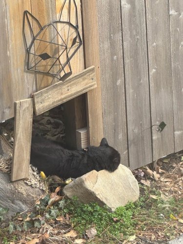 Photo post from thgirwycats.