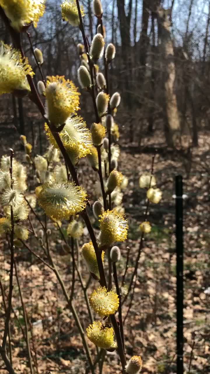 Video post from sagmoraine.