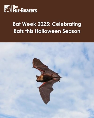 Carousel post from furbearers.