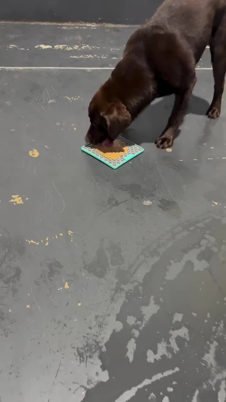 Video post from k9playtimedoggydaycare.