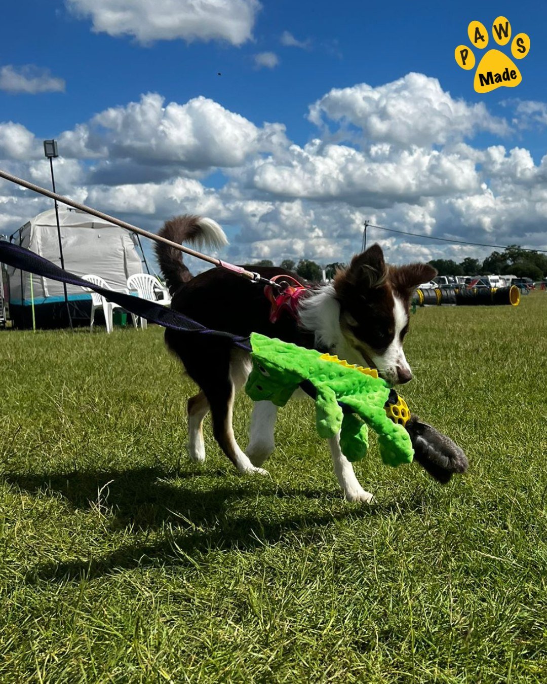 Photo post from pawstrading.