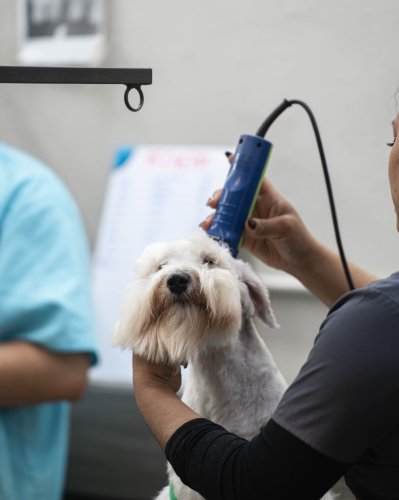 Photo post from medicalpettj.