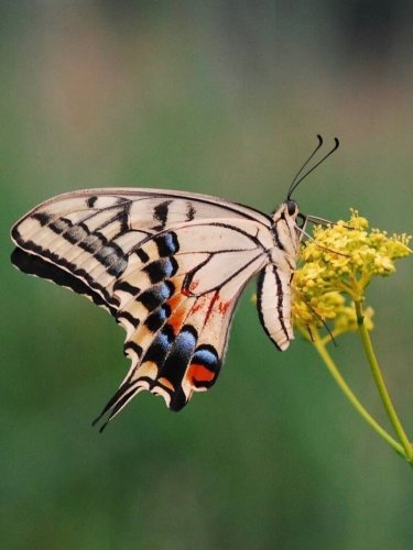 Carousel post from masumizutenkuu.