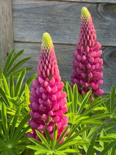 Carousel post from sarahswildgarden.