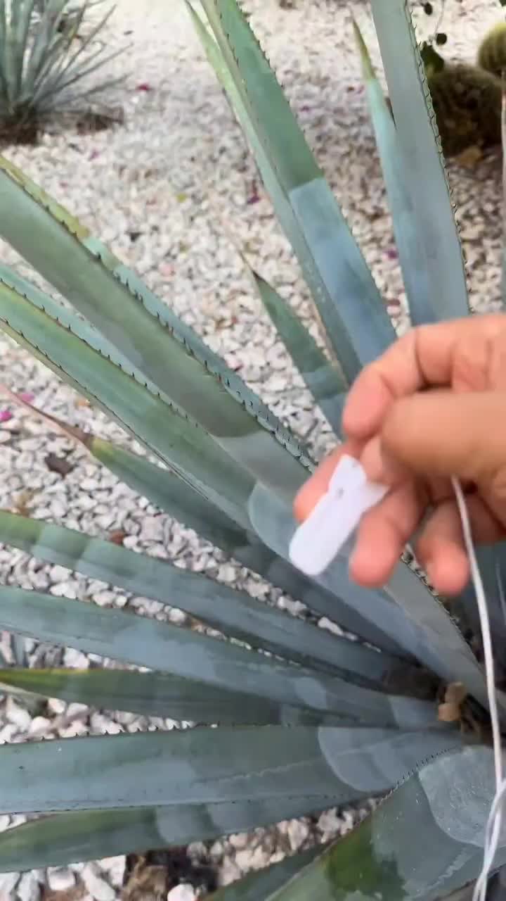 Video post from adrianaazzias.