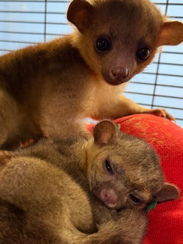 Photo post from njexoticpets.
