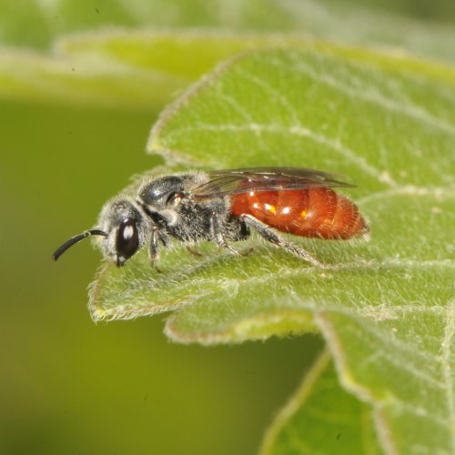 Photo post from desert_pollinators.