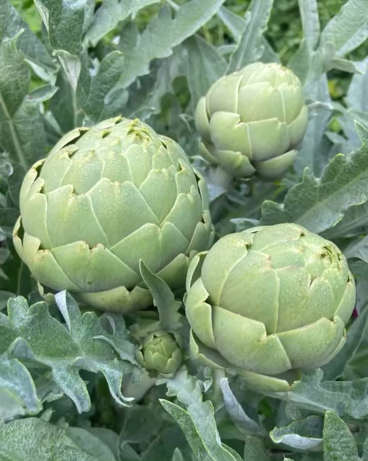 Video post from beequietly.