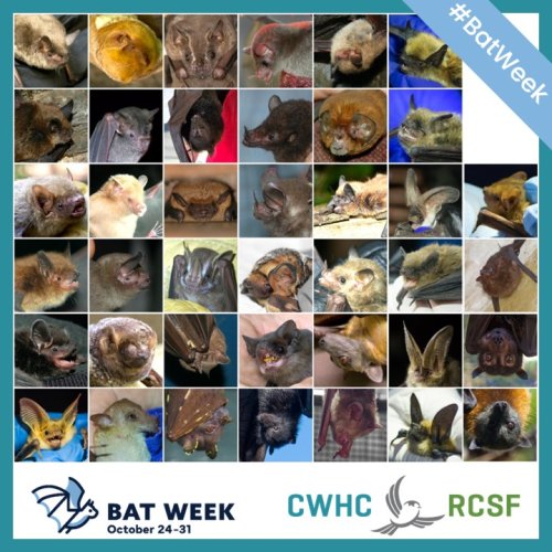 Photo post from cwhcrcsf.