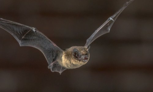 Photo post from bryngarwpark.