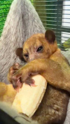 Video post from njexoticpets.