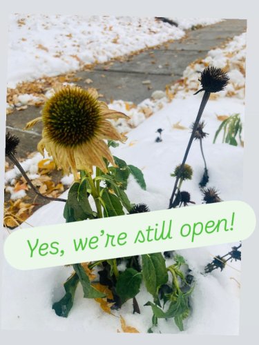 Photo post from forestcitynativegardens.