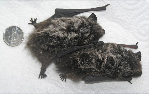 Photo post from sable_institute.