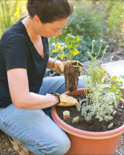 Carousel post from hcgplants.