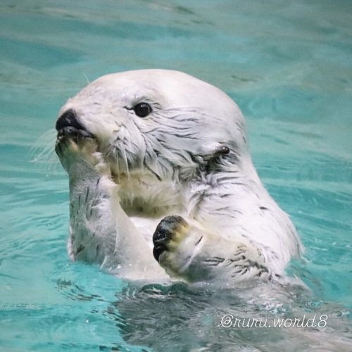 Photo post from ruru.world8.