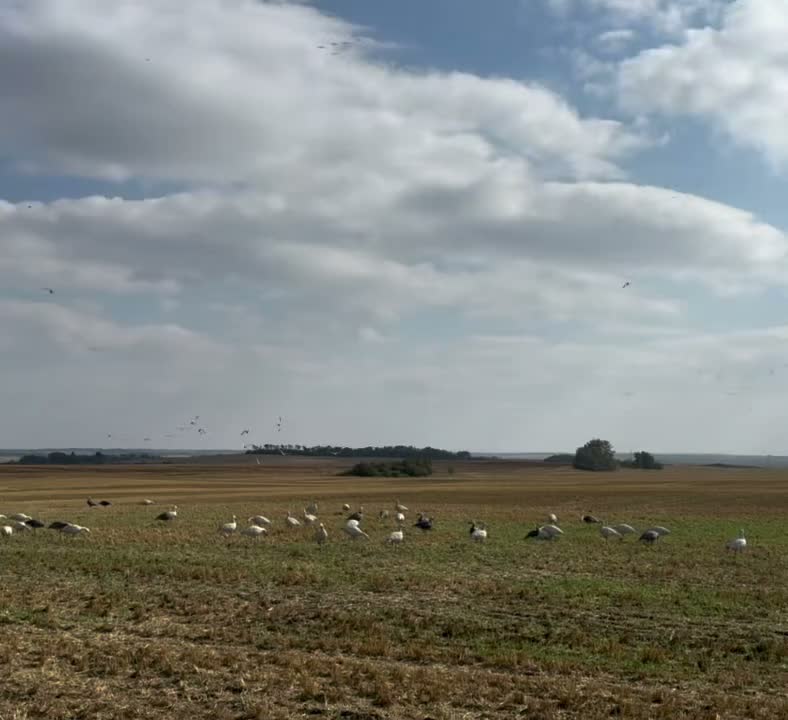 Video post from northernskiesoutfitters.