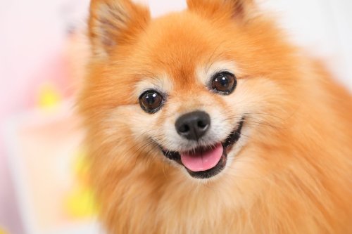 ワンコの写真 PICTWAN（ピクトワン）公式サイト