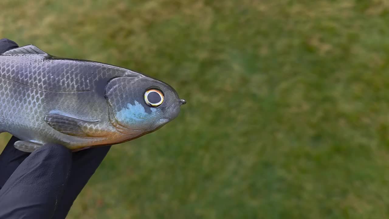 Video post from garrettscustoms.