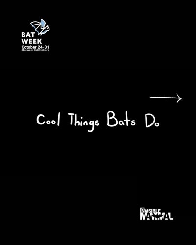 Carousel post from theinvisiblemammal.