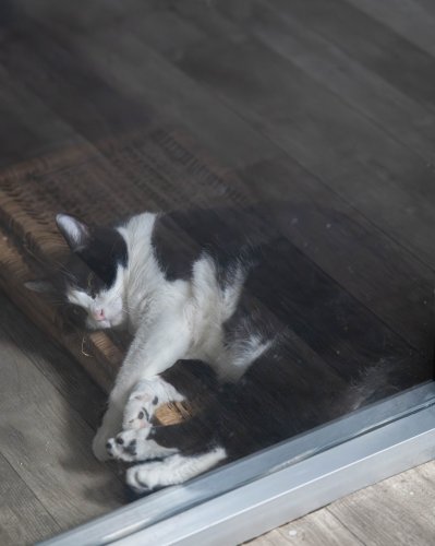 Photo post from medicalpettj.