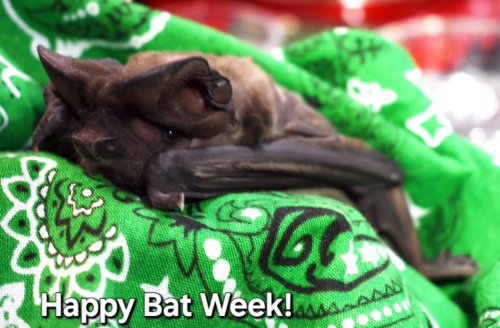 Photo post from azbatrescue.