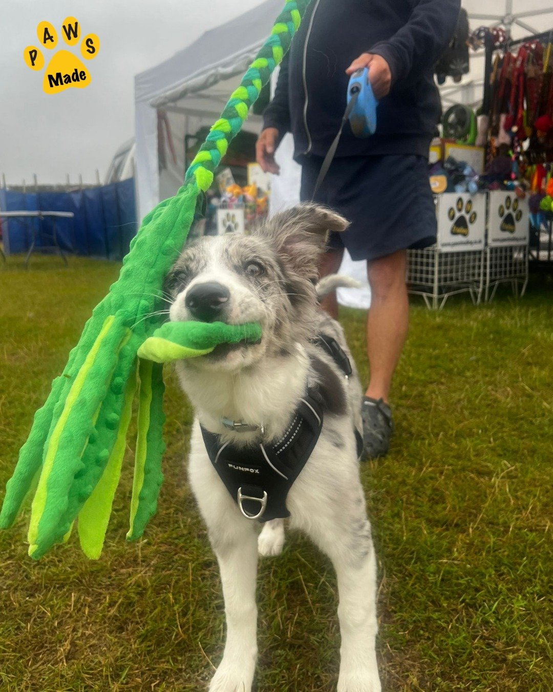 Photo post from pawstrading.