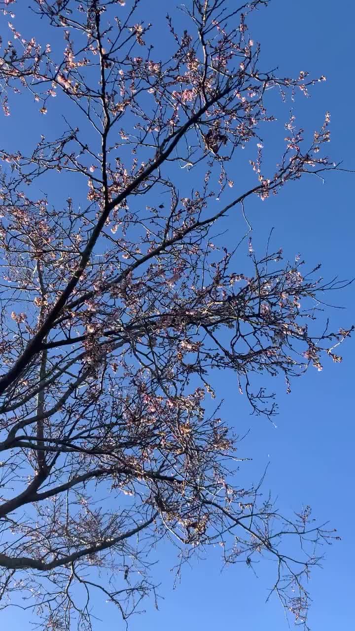 Video post from poppiesandparsley.