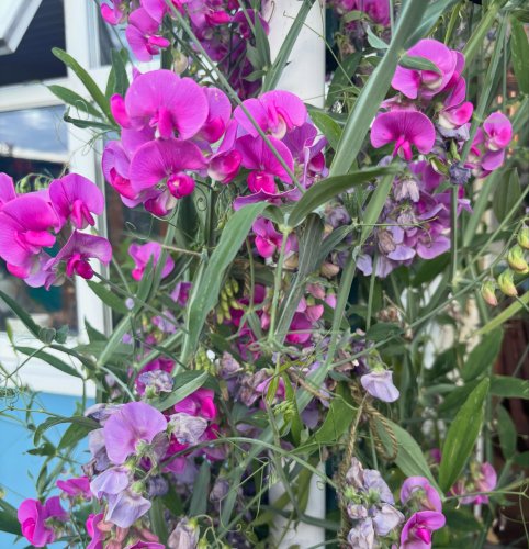 Photo post from gardenhousebrighton.