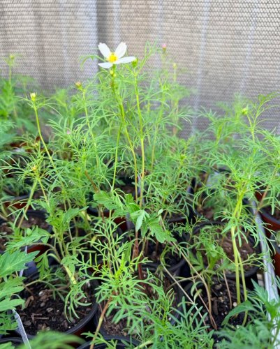 Carousel post from victoriacountymastergardeners.