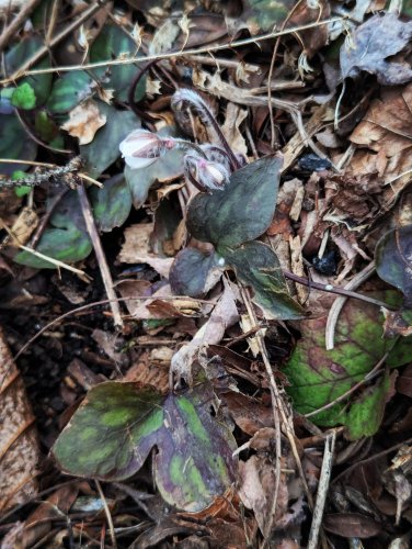 Carousel post from rewilding_home.