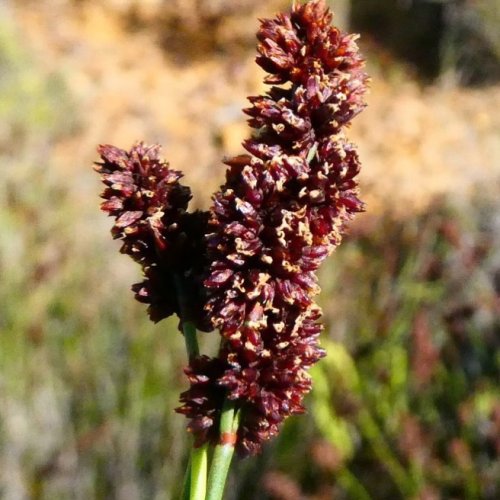 Photo post from fynboslife.