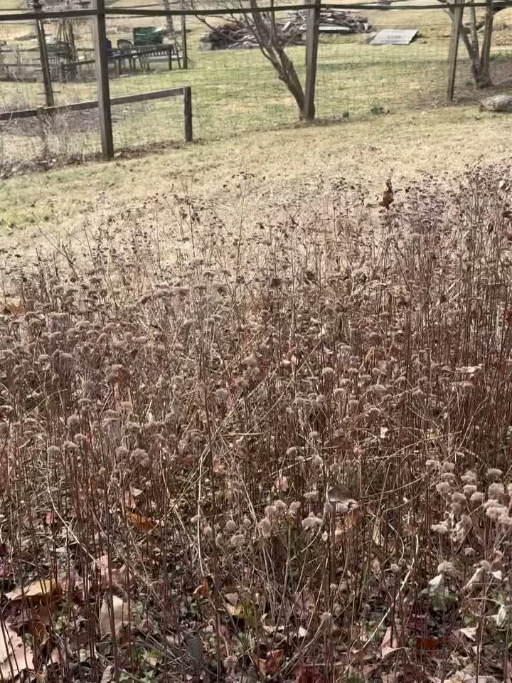 Carousel post from noticing__nature.