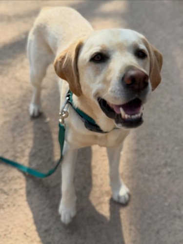Carousel post from woojoo_the_labrador.