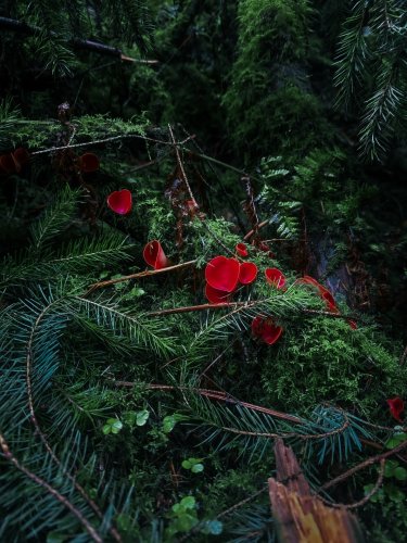 Carousel post from garden.of.moths.