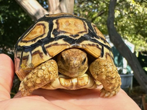 Carousel post from carapacecritters.