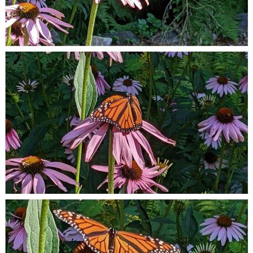 Photo post from medixongardens.