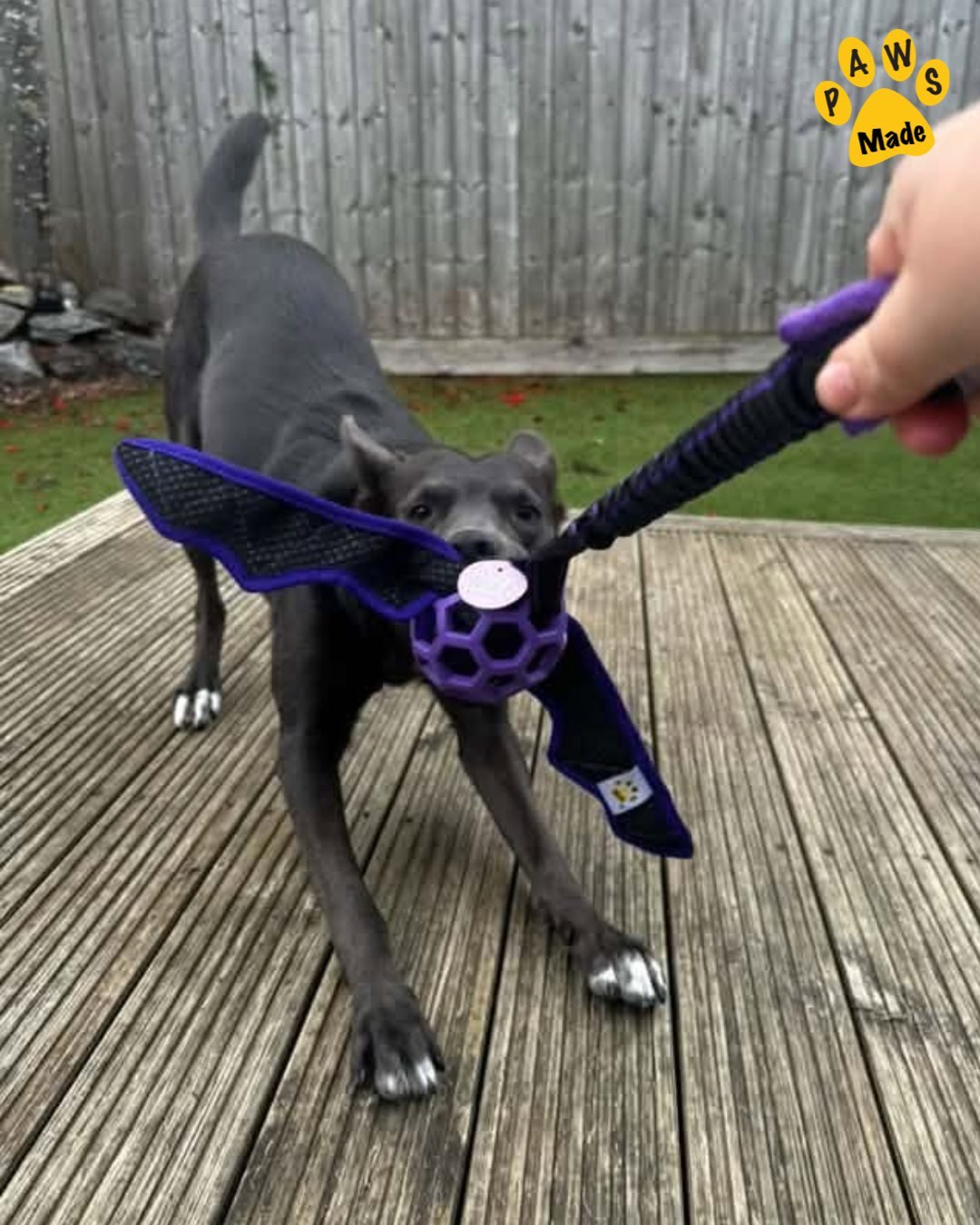 Photo post from pawstrading.