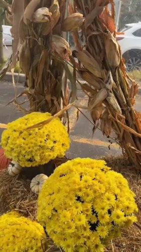 Video post from gortoncenterlf.