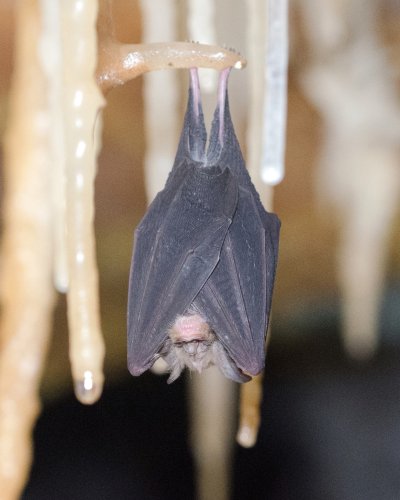 Photo post from jenolancaves.