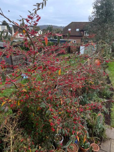 Carousel post from curated_gardener.