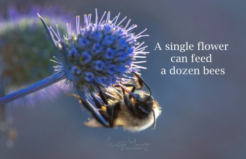 Photo post from mistyyoungphoto.