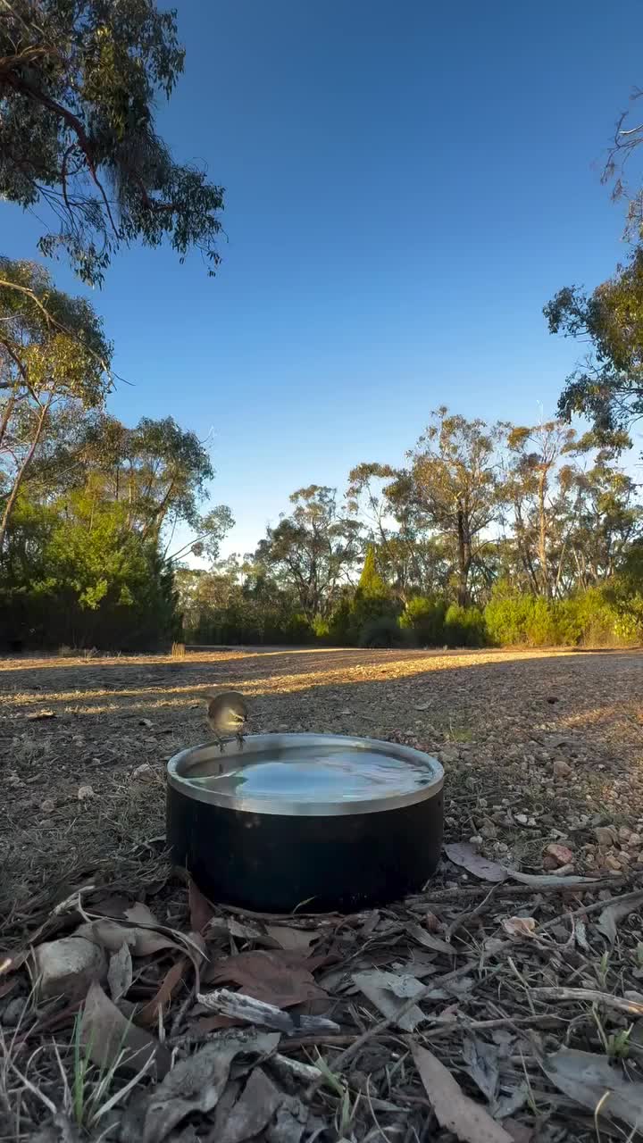 Video post from gardena.australia.