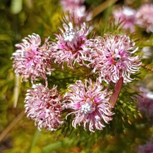 Photo post from fynboslife.