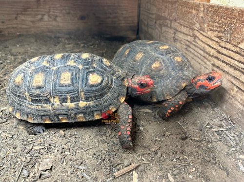 Photo post from carapacecritters.