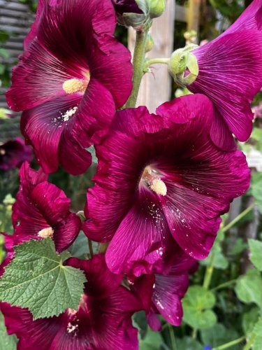 Photo post from gardenhousebrighton.