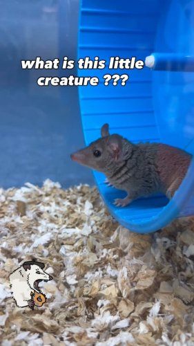 Video post from njexoticpets.