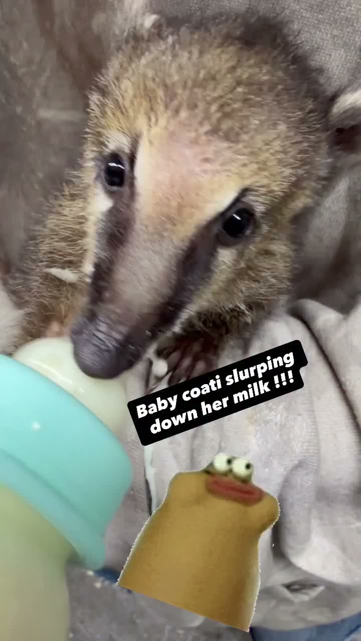 Video post from njexoticpets.