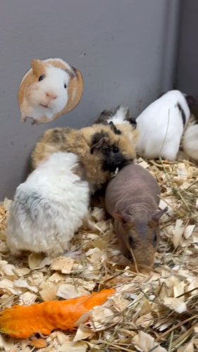 Video post from njexoticpets.